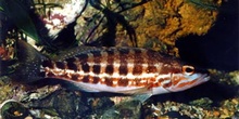 Cabrilla (Serranus cabrilla)