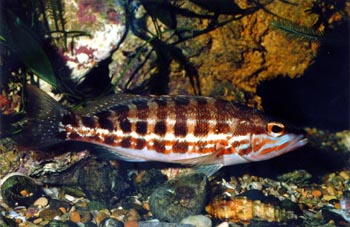 Cabrilla (Serranus cabrilla)