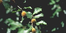 Haya - Fruto (Fagus silvatica)