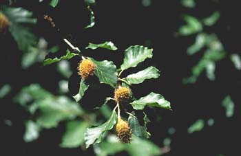 Haya - Fruto (Fagus silvatica)