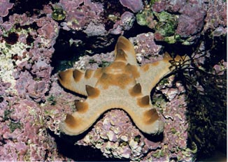 Estrella (Goniaster sp.)