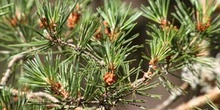 Pino silvestre - flor (Pinus sylvestris)