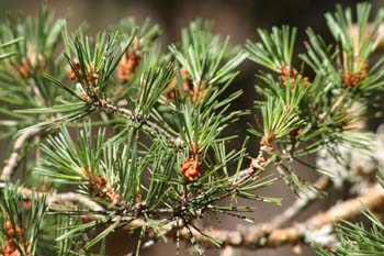 Pino silvestre - flor (Pinus sylvestris)