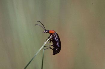 Heliotaurus ruficollis