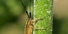 Longicornio de los cardos (Agapnathia asphodeli)