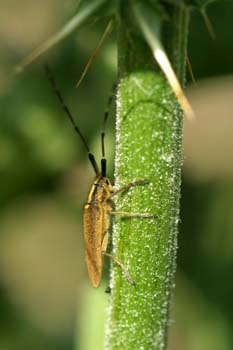 Longicornio de los cardos (Agapnathia asphodeli)