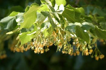Tilo común - Fruto (Tilia platyphyllos)