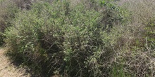 Brassica nigra_2