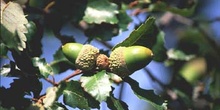 Quejigo - Bellota (Quercus faginea)