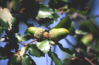 Quejigo - Bellota (Quercus faginea)