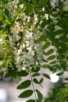 Pan y quesillos - Hoja, flor, fruto (Robinia pseudoacacia)