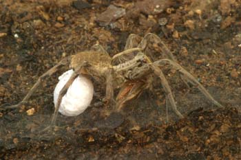 Araña lobo o tarántula (Lycosa radiata)