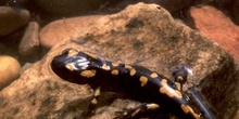 Salamandra - Joven (Salamandra salamandra)