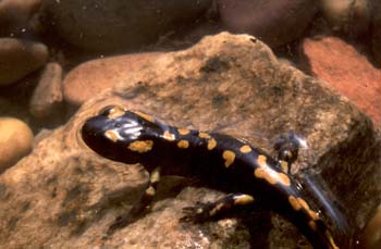 Salamandra - Joven (Salamandra salamandra)