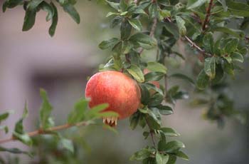 Granado - Fruto (Punica granatum)