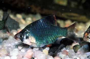 Barbo tigre (Barbus tetrazona)
