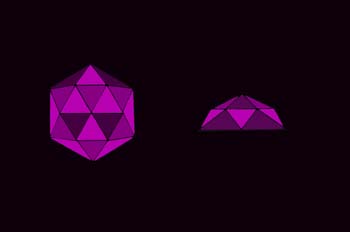 Talla media rosa holandesa