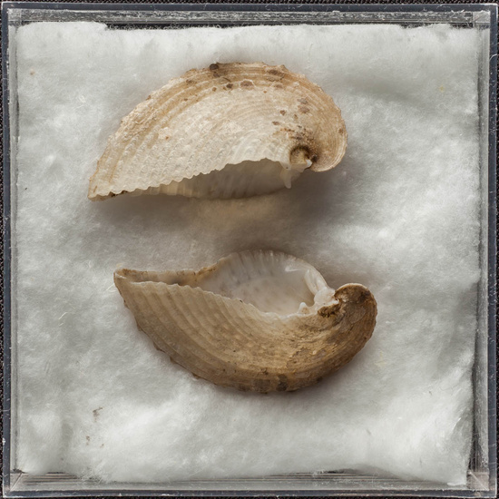 IES_ISABELLACATOLICA_BIOLOGIA_472