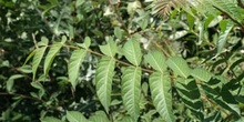 árbol del cielo - Hoja (Ailanthus altissima)