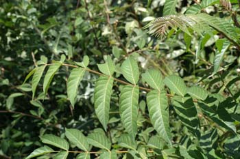 árbol del cielo - Hoja (Ailanthus altissima)