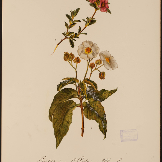 IES_CARDENALCISNEROS_HERBARIO_30 16