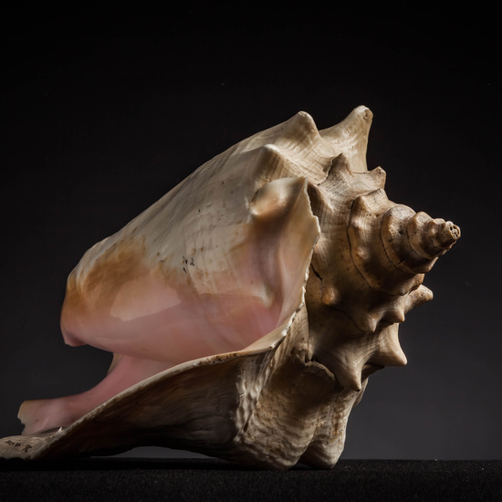 IES_CARDENALCISNEROS_CONCHAS_073