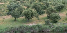 Encina - Bosque (Quercus ilex)