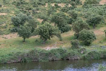 Encina - Bosque (Quercus ilex)