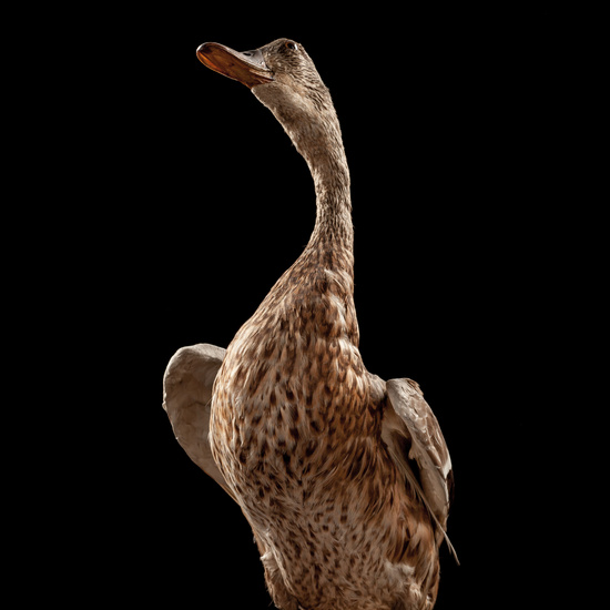 IES_SANISIDRO_BIOLOGIA_041