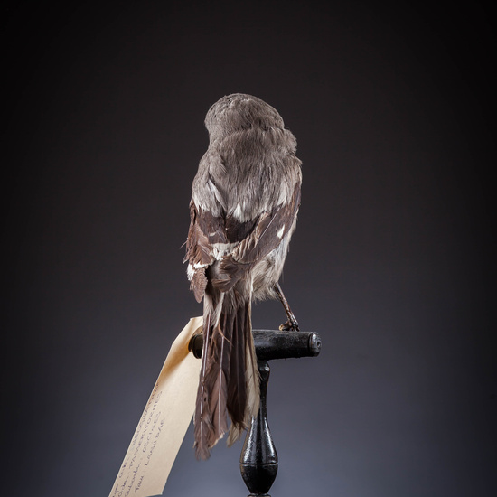 IES_SANISIDRO_MUSEO_Aves_027