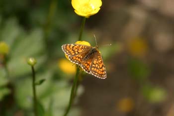 Doncella común (Mellicta athalia)