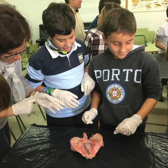 2016-11-09_DISECCION OJO CORDERO (4)