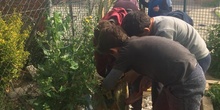 2019_05_Los alumnos de 4º en el Huerto_CEIP FDLR_Las Rozas 30