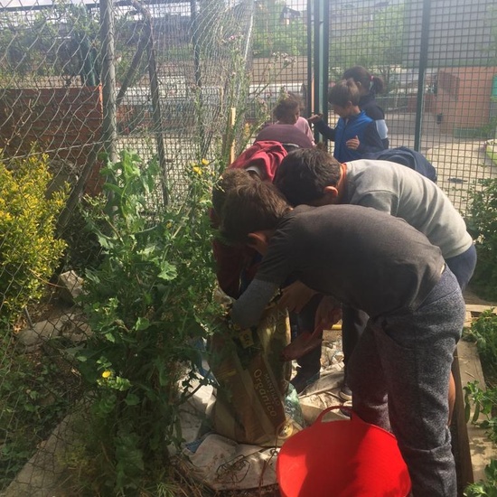 2019_05_Los alumnos de 4º en el Huerto_CEIP FDLR_Las Rozas 30