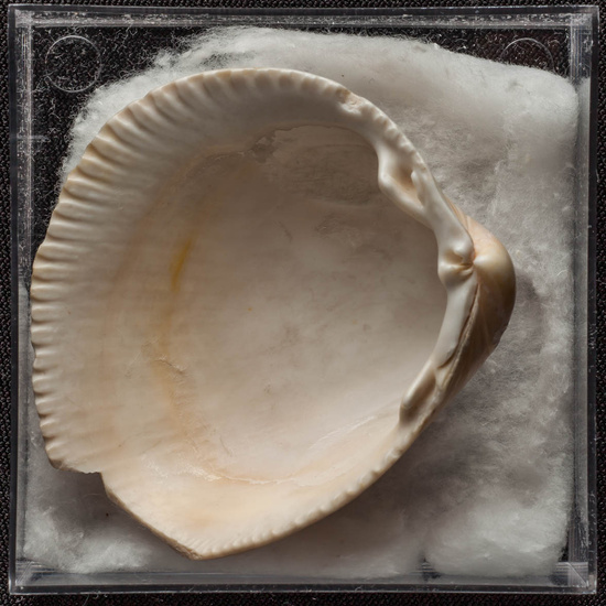 IES_ISABELLACATOLICA_BIOLOGIA_420