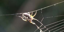 Araña (Aculepeira armida)