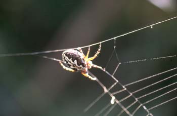 Araña (Aculepeira armida)