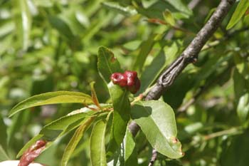 Agalla (Pontania proxima)