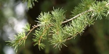 Cedro del Líbano (Cedrus libani)