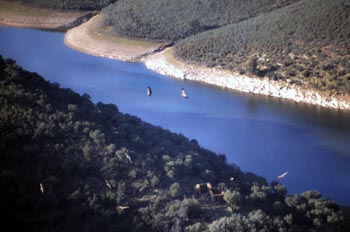 Buitres leonados - Parque de Monfragüe, Cáceres