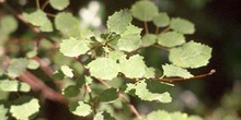 Chopo temblón - Hojas (Populus tremula)