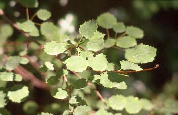 Chopo temblón - Hojas (Populus tremula)