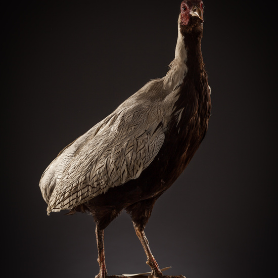 IES_SANISIDRO_BIOLOGIA_363