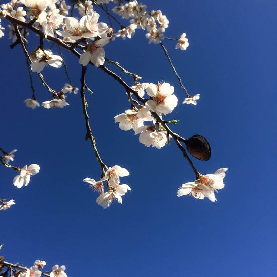 El huerto en febrero_CEIP FDLR_Las Rozas 2
