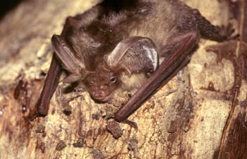 Murciélago orejudo (Plecotus auritus)