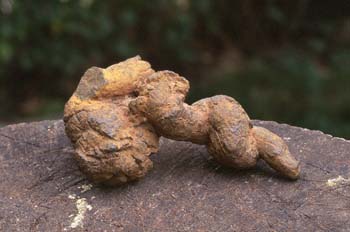 Excremento fósil de carnívoro (Coprolito) Oligoceno