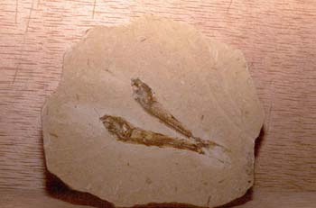 Pez (Pez) Cretácico