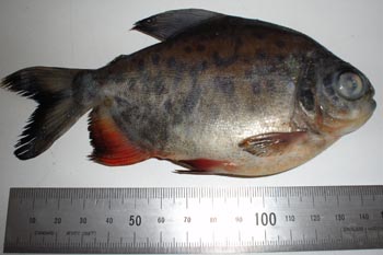 Piraña (Colossoma sp.)