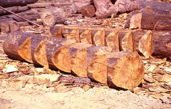 Pino silvestre - Corteza (Pinus sylvestris)