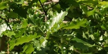 Roble pubescente (Quercus pubescens)